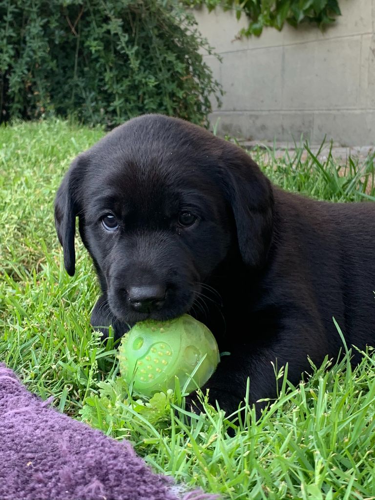 Des Bords De Sange - Chiots disponibles - Labrador Retriever